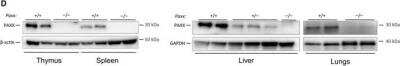 Knockout Validated: PAXX Antibody [NBP1-94172]