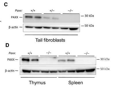 Knockout Validated: PAXX Antibody [NBP1-94172]
