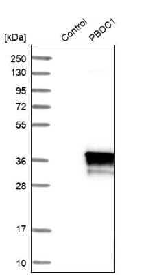 Western Blot: PBDC1 Antibody [NBP1-82657]