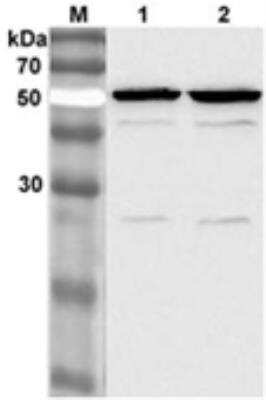 Western Blot: PBEF/Visfatin/NAMPT Antibody (OMNI379)Azide and BSA Free [NBP2-80036]