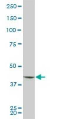 Western Blot: PBK Antibody (2D6) [H00055872-M03]