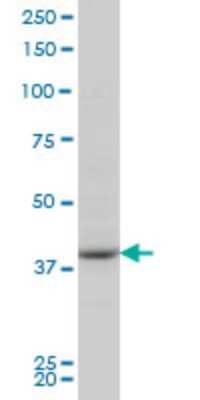 Western Blot: PBK Antibody (2D6) [H00055872-M03]