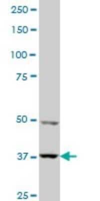 Western Blot: PBK Antibody (3A11) [H00055872-M11]