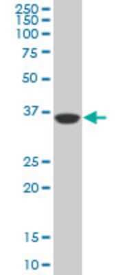 Western Blot: PBK Antibody (3A11) [H00055872-M11]
