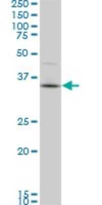 Western Blot: PBK Antibody (3A7) [H00055872-M07]