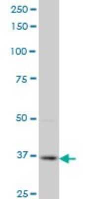 Western Blot: PBK Antibody (3A7) [H00055872-M07]