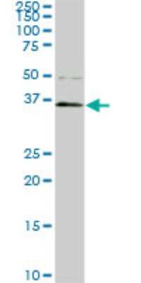 Western Blot: PBK Antibody (3A7) [H00055872-M07]
