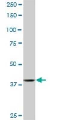 Western Blot: PBK Antibody (3F7) [H00055872-M04]