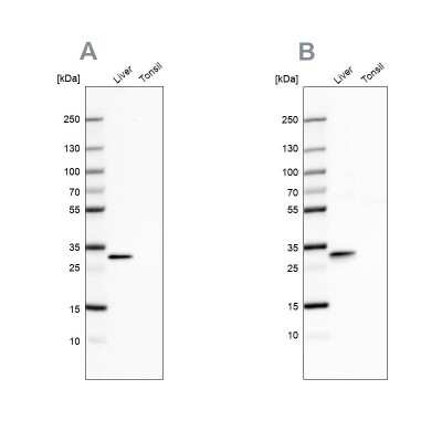 Western Blot: PBLD Antibody [NBP1-83683]