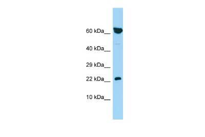 Western Blot: PBOV1 Antibody [NBP2-83367]