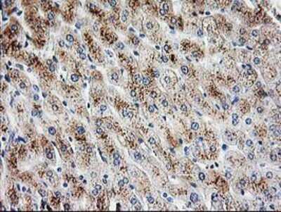 Immunohistochemistry-Paraffin: PBX1 Antibody (OTI1C11) [NBP2-00872]