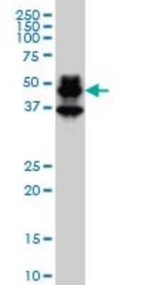 Western Blot: PBX1 Antibody (4A2) [H00005087-M01]