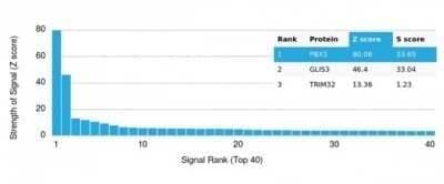 Protein Array: PBX1 Antibody (PCRP-PBX1-3C8) - Azide and BSA Free [NBP3-14035]