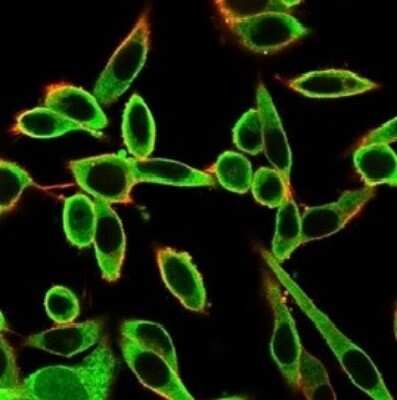 Immunocytochemistry/ Immunofluorescence: PBX1 Antibody (PCRP-PBX1-3C8) [NBP3-13991]