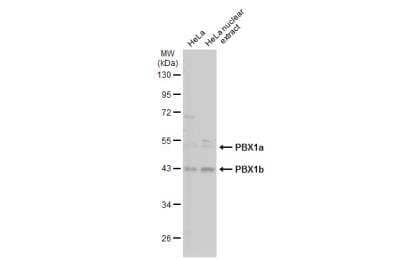 Western Blot: PBX1 Antibody [NBP2-19713]