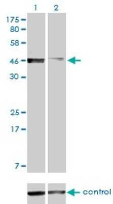 Western Blot: PBX2 Antibody (2E9) [H00005089-M01]