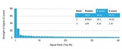 Protein Array: PBX2 Antibody (PCRP-PBX2-1C4) - Azide and BSA Free [NBP3-14127]