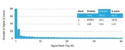 Protein Array: PBX2 Antibody (PCRP-PBX2-1C4) [NBP3-13938]
