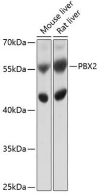 Western Blot: PBX2 AntibodyBSA Free [NBP2-93346]