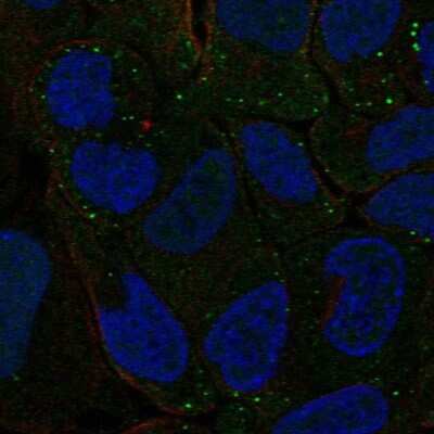 Immunocytochemistry/ Immunofluorescence: PBX4 Antibody [NBP2-13734]