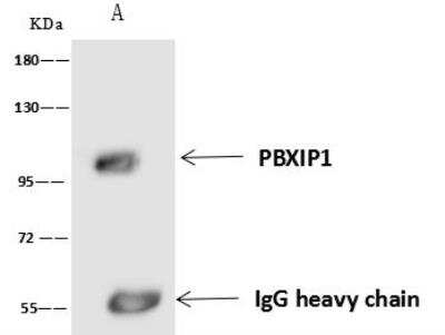 Immunoprecipitation: PBXIP1 Antibody [NBP3-05982]