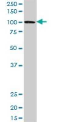 Western Blot: PBXIP1 Antibody [H00057326-B01P]