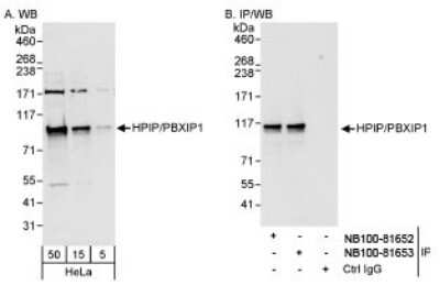 Western Blot: PBXIP1 Antibody [NB100-81652]