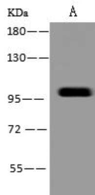 Western Blot: PBXIP1 Antibody [NBP3-05982]