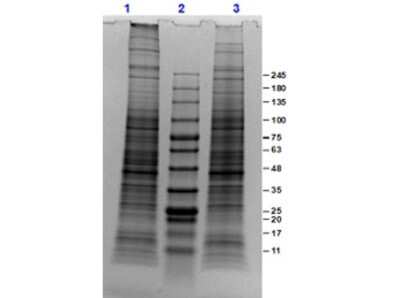 SDS-PAGE: PC-3 Whole Cell Lysate [NBP3-06995]