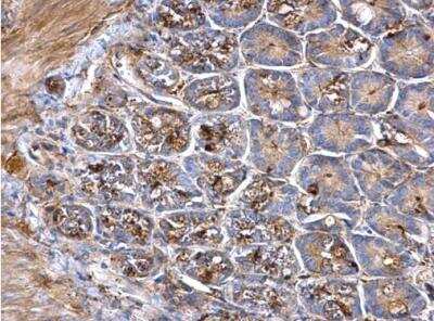 Immunohistochemistry-Paraffin: Proprotein Convertase 1/PCSK1 Antibody [NBP2-19714]