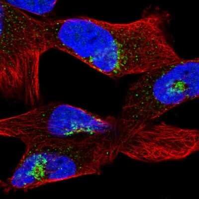 Immunocytochemistry/ Immunofluorescence: PC6 Antibody [NBP1-87326]