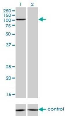 Western Blot: PCAF Antibody (1H2) [H00008850-M02]