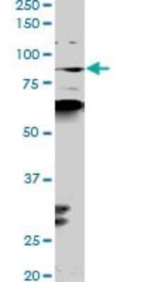 Western Blot: PCAF Antibody (1H2) [H00008850-M02]