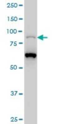 Western Blot: PCAF Antibody (1H2) [H00008850-M02]