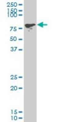 Western Blot: PCAF Antibody (1H2) [H00008850-M02]