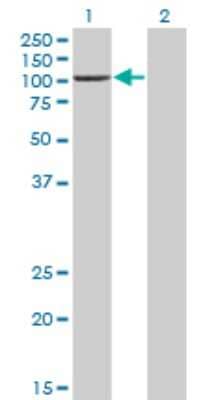 Western Blot: PCAF Antibody (1H2) [H00008850-M02]