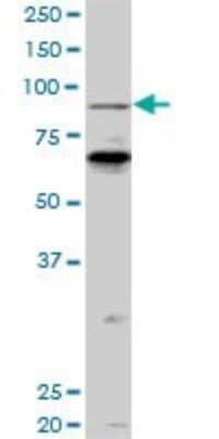 Western Blot: PCAF Antibody (5E11) [H00008850-M04]