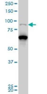 Western Blot: PCAF Antibody (5E11) [H00008850-M04]