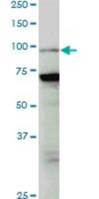 Western Blot: PCAF Antibody (5E11) [H00008850-M04]