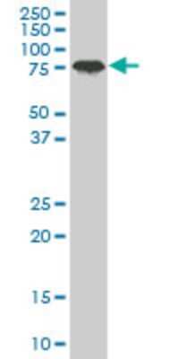 Western Blot: PCAF Antibody (5E11) [H00008850-M04]