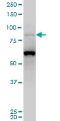 Western Blot: PCAF Antibody (5E8) [H00008850-M05]