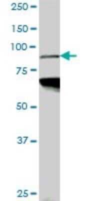 Western Blot: PCAF Antibody (5E8) [H00008850-M05]