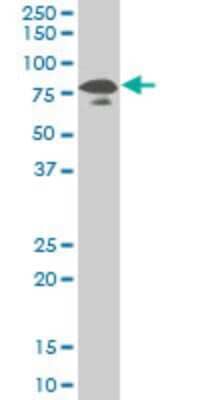 Western Blot: PCAF Antibody (5E8) [H00008850-M05]