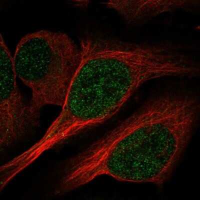 Immunocytochemistry/ Immunofluorescence: PCBD1 Antibody [NBP1-84297]