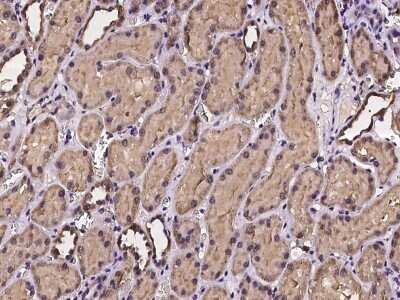Immunohistochemistry-Paraffin: PCBD2 Antibody [NBP2-97231]