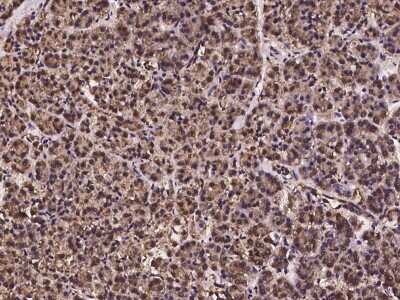 Immunohistochemistry-Paraffin: PCBD2 Antibody [NBP2-97231]