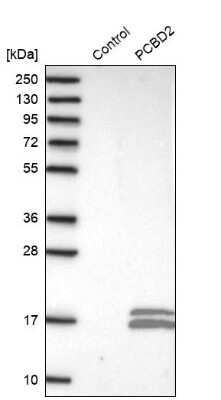 Western Blot: PCBD2 Antibody [NBP1-85281]