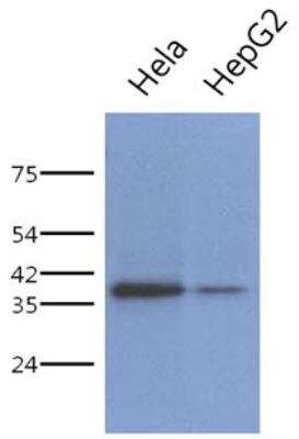 Western Blot: PCBP1 Antibody (2A10)BSA Free [NBP2-42654]