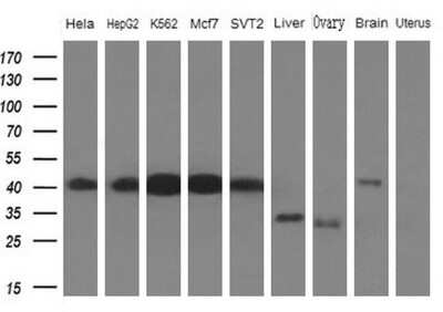 Western Blot: PCBP1 Antibody (OTI3D12) [NBP2-46336]