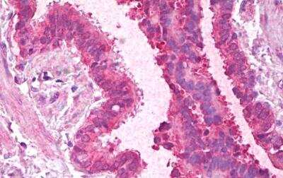 Immunohistochemistry-Paraffin: PCBP1 Antibody [NBP1-52114]